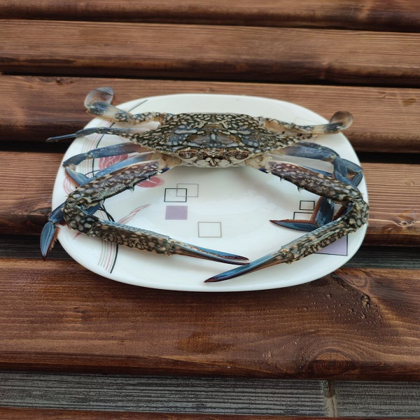 خرچنگ ( سینگو )-