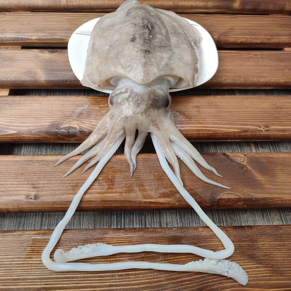 ماهی مرکب (انکاس _ خساک) - 